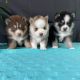 Pomsky Puppies for sale in New York, NY, USA. price: $500