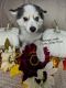 Pomsky Puppies for sale in Spring Hill, FL, USA. price: $1,000
