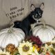 Pomsky Puppies for sale in Spring Hill, FL, USA. price: $1,000