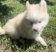Pomsky Puppies for sale in New York, NY 10013, USA. price: $600