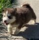 Pomsky Puppies for sale in New York, NY 10080, USA. price: $600