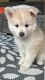 Pomsky Puppies for sale in Doylestown, PA 18901, USA. price: $1,200