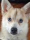 Pomsky Puppies for sale in Tryon, OK 74875, USA. price: $1,000
