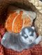 Pomsky Puppies for sale in Renton, WA, USA. price: $3,500