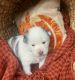 Pomsky Puppies for sale in Renton, WA, USA. price: $2,500