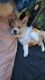 Pomsky Puppies for sale in Fort Collins, CO, USA. price: $800