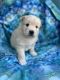 Pomsky Puppies for sale in Essexville, MI 48732, USA. price: $800