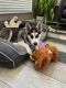 Pomsky Puppies for sale in Sanford, FL 32771, USA. price: $40,747,400