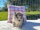 Pomsky Puppies for sale in Webster, FL 33597, USA. price: $1,800