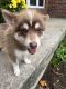 Pomsky Puppies for sale in Cadillac, MI 49601, USA. price: $850