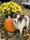 Pomsky Puppies for sale in Cadillac, MI 49601, USA. price: $1,200