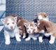 Pomsky Puppies for sale in Sarasota, FL, USA. price: $1,800