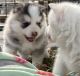 Pomsky Puppies for sale in Seagoville, TX 75159, USA. price: $2,000