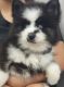 Pomsky Puppies for sale in Fort Lauderdale, FL, USA. price: $5,000