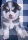 Pomsky Puppies for sale in Renton, WA, USA. price: $2,000