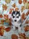 Pomsky Puppies for sale in Zanesville, OH 43701, USA. price: $1,250