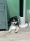 Pomsky Puppies for sale in Patchogue, NY 11772, USA. price: $8,000