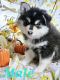 Pomsky Puppies for sale in Brookville, PA 15825, USA. price: NA
