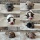 Pomsky Puppies for sale in Stringer, MS 39481, USA. price: $900