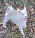 Pomsky Puppies for sale in Stillwater, OK, USA. price: $500