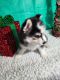 Pomsky Puppies for sale in Lawrenceburg, TN, USA. price: $500