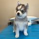 Pomsky Puppies for sale in Cottonwood, MN 56229, USA. price: $800