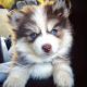 Pomsky Puppies for sale in New Orleans, Louisiana. price: $400