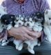 Pomsky Puppies for sale in Providence, Rhode Island. price: $400