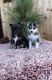 Pomsky Puppies for sale in Staples, MN 56479, USA. price: $1,250