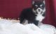 Pomsky Puppies for sale in Los Angeles, California. price: $400