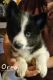 Pomsky Puppies for sale in Woodland, MI 48897, USA. price: $1,000