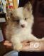 Pomsky Puppies for sale in Woodland, MI 48897, USA. price: $1,250