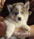 Pomsky Puppies for sale in Woodland, MI 48897, USA. price: $1,500