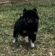Pomsky Puppies for sale in Mountain Home, Idaho. price: $2,000