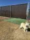 Pomsky Puppies for sale in Prescott, AZ, USA. price: $450