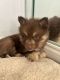 Pomsky Puppies for sale in Tampa, Florida. price: $3,000