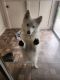 Pomsky Puppies for sale in Longview, TX, USA. price: $1,000