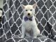 Pomsky Puppies for sale in Lakeland, Florida. price: $495