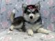 Pomsky Puppies for sale in Lakeland, Florida. price: $695