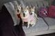 Pomsky Puppies for sale in Southport, Fairfield, CT 06890, USA. price: $1,500