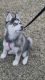Pomsky Puppies for sale in Huber Heights, Ohio. price: $800
