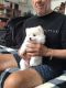 Pomsky Puppies for sale in Port Charlotte, Florida. price: $1,500
