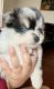 Pomsky Puppies for sale in Houston, Texas. price: NA