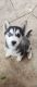 Pomsky Puppies for sale in North Hills, California. price: $1,100