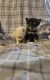 Pomsky Puppies for sale in Eugene, Missouri. price: $500