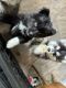 Pomsky Puppies for sale in Ashe County, North Carolina. price: $2,500