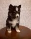 Pomsky Puppies for sale in North Andover, Massachusetts. price: $1,800