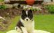 Pomsky Puppies for sale in Garden City, NY, USA. price: NA