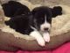 Pomsky Puppies for sale in Boise County, ID, USA. price: $665