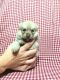 Pomsky Puppies for sale in Stephens City, VA, USA. price: NA